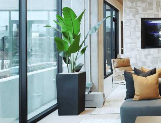 Plant Decor